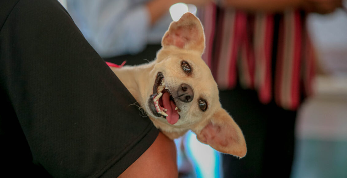 Projeto Imuniza Pet Oferece Vacinacao Gratuita Para Caes E Gatos De Pessoas Em Situacao De Rua Em Maringa