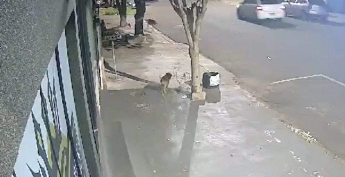 Video Cachorro Morre Apos Ser Atropelado Por Caminhonete Suspeita E De Que Tenha Sido Intencional