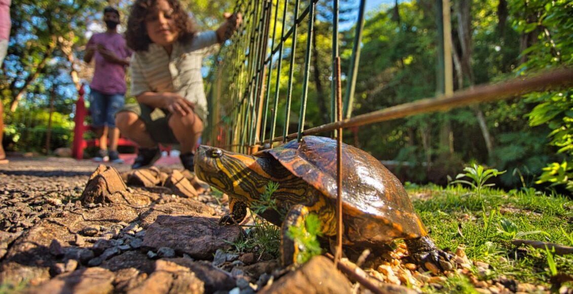 Alunos De Escola Municipal Participam De Atividade Em Alusao Ao Dia Mundial Da Tartaruga Neste Fim De Semana