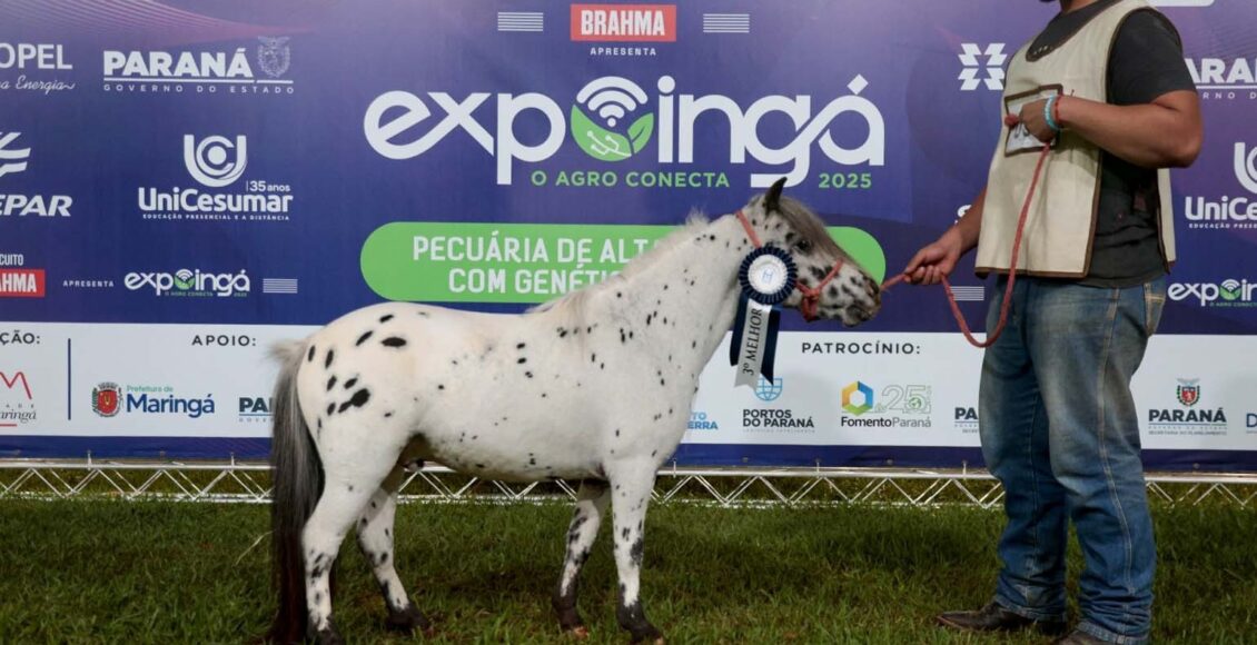 Beleza E Genetica Em Miniatura Mini Horses Sao Destaque Na Expoinga