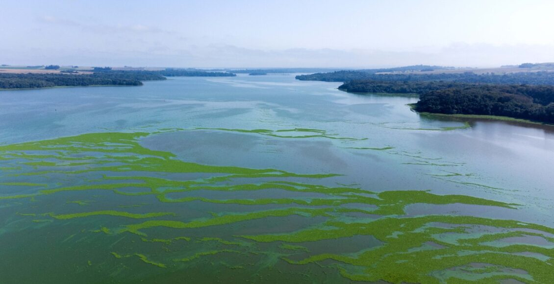 Dia Da Biodiversidade Conheca As Especies Que So Sao Encontradas No Parana