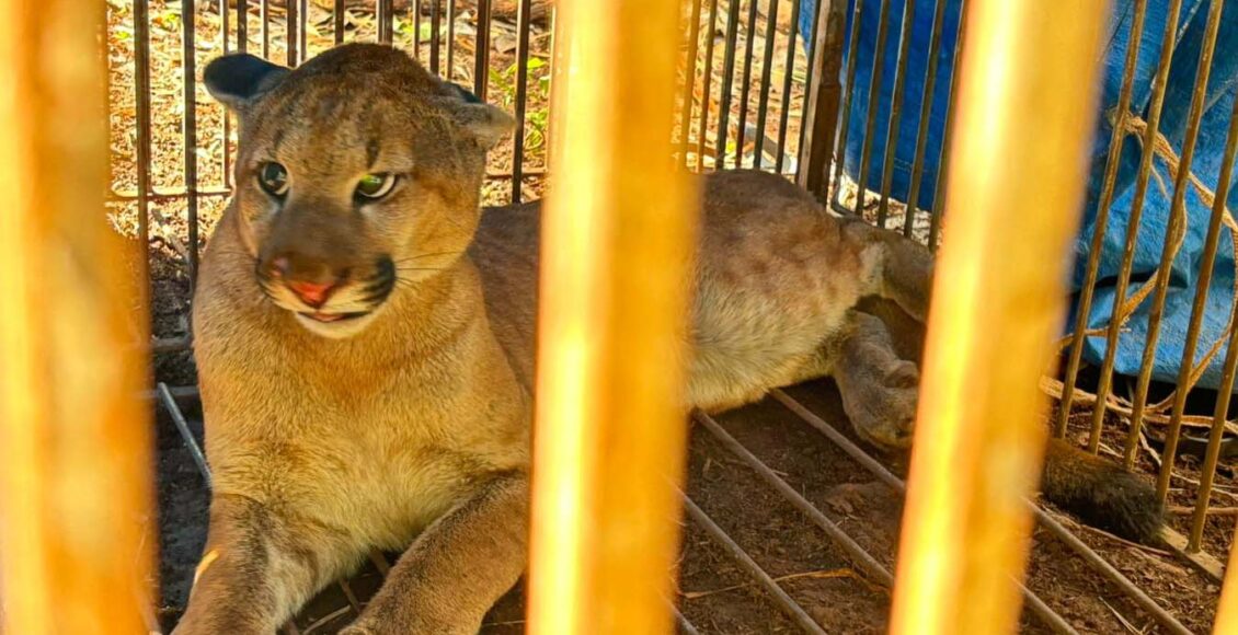 Em Menos De Uma Semana Iat Captura E Solta Segunda Onca Parda Em Marialva