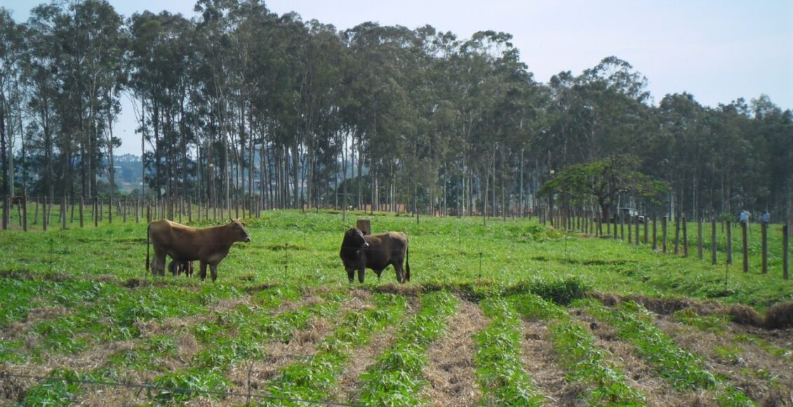 Forum Brasileiro De Integracao Lavoura Pecuaria Floresta E Nesta Quinta Feira 15 Na Expoinga