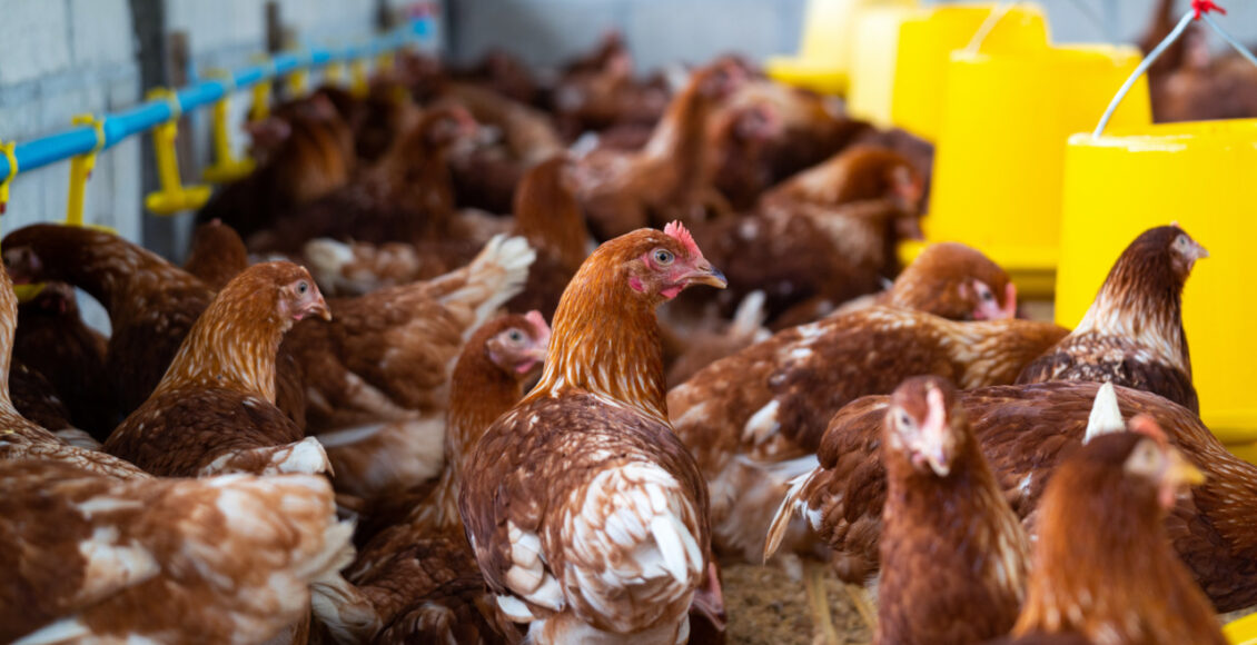 Brown Chickens, Hens In Farm.