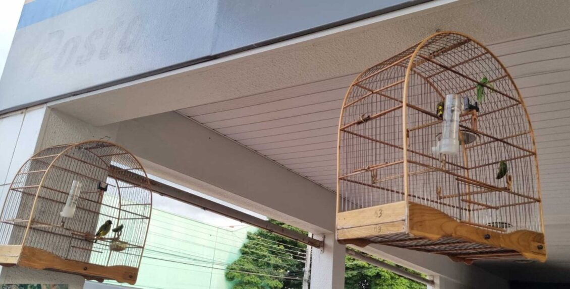 Policia Ambiental Apreende Aves Mantidas Irregularmente Em Posto De Combustiveis Em Astorga
