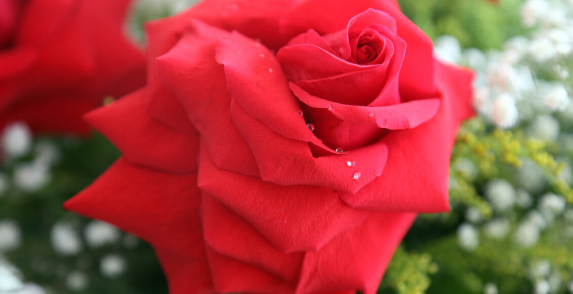 Rosas E Orquidias.