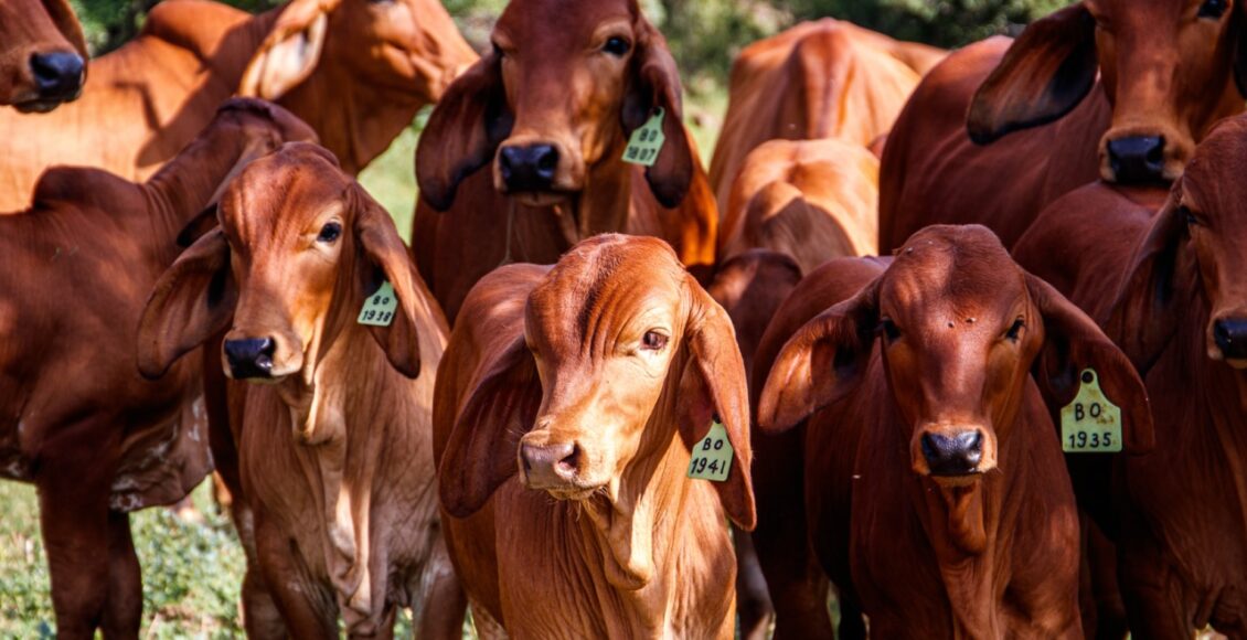 Cows In A Green Field On A Sunny Day