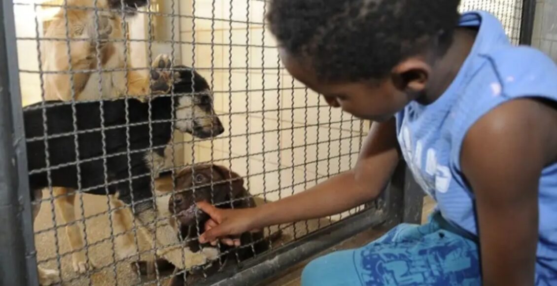 Assembleia Legislativa Aprova Campanha Abril Laranja Para Prevenir A Crueldade Animal No Parana