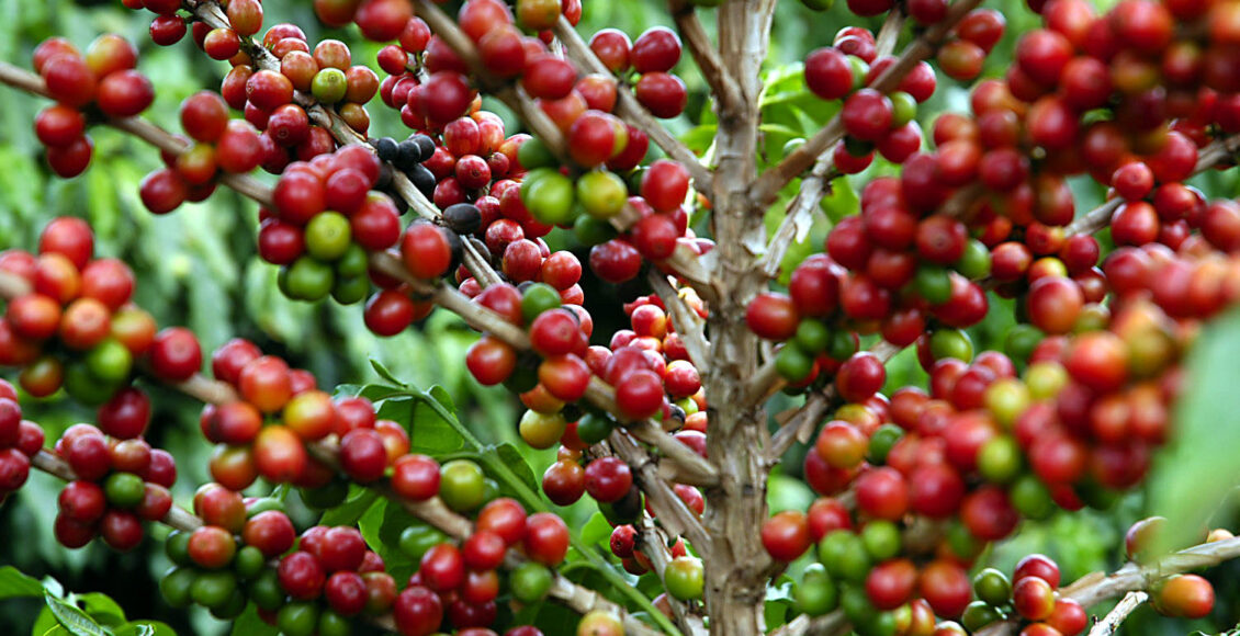 Café, Foto: José Gomercindo / Aenotícias