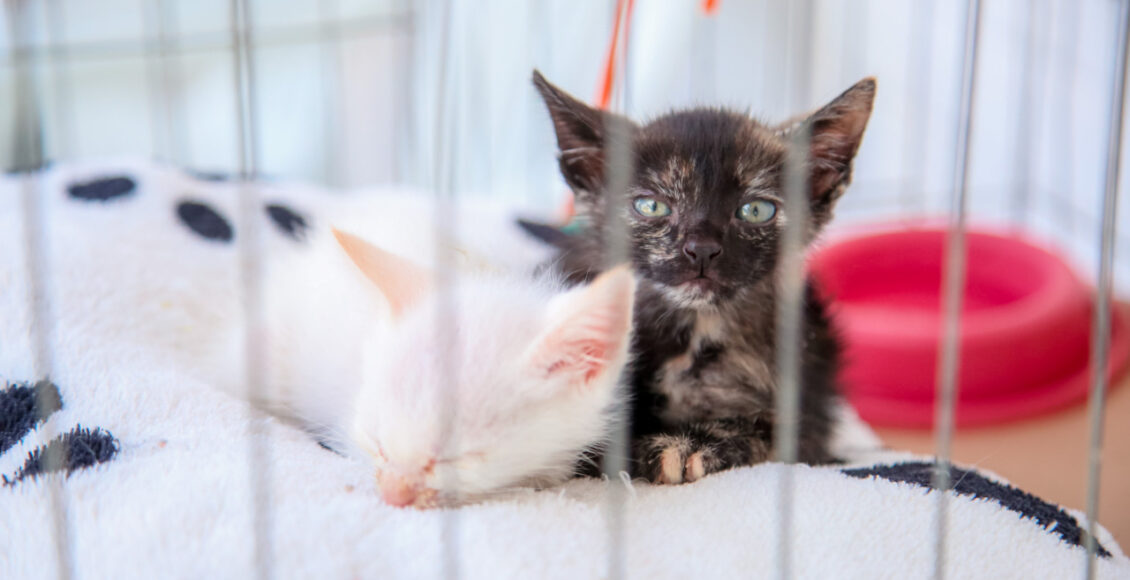 Campanha Aquece Pet Arrecada Roupas Mantas E Caminhas Para Animais Veja Pontos De Doacao