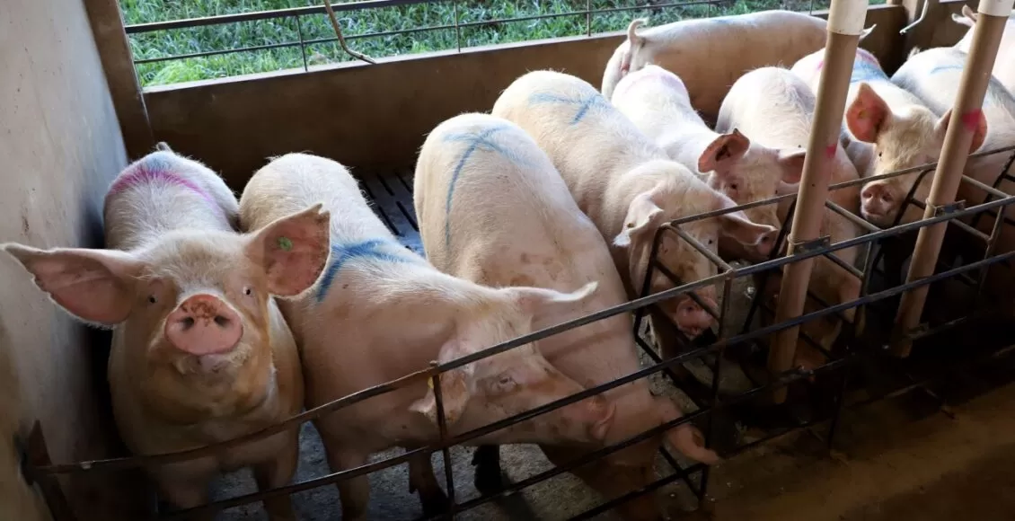 Em Seis Anos Parana Eleva Producao De Suinos Em 34 E De Frangos Em 244