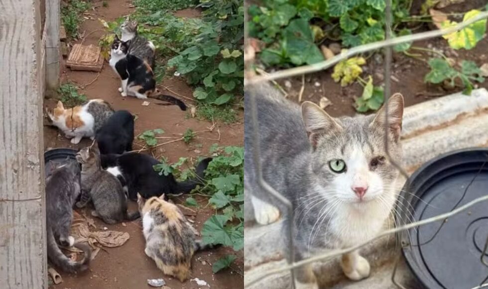 Idoso E Indiciado Por Maus Tratos Apos Se Mudar E Abandonar 12 Gatos Sem Agua E Comida Por Um Mes