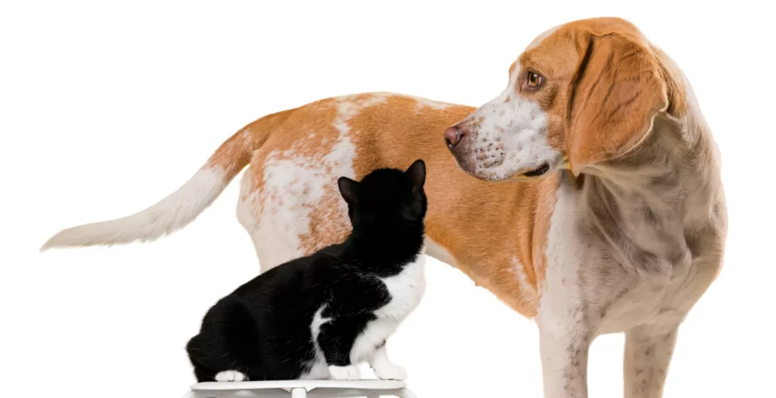 Colagem De Animal De Estimacao Bonito Isolada