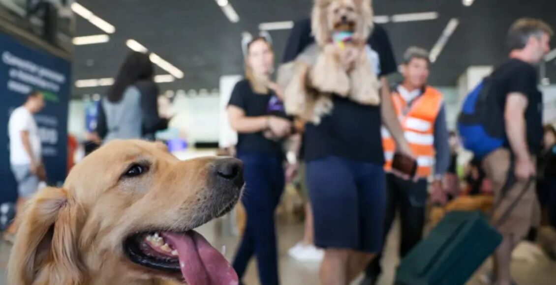 Com Mais De 160 Milhoes De Pets No Pais Julho Dourado Reforca A Importancia Da Saude Animal