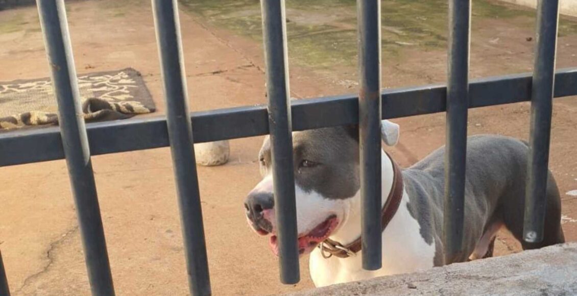 Mulher E Atacada Por Cachorro Pitbull Que Escapou De Residencia Em Sarandi