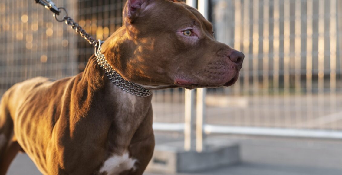 Retrato De Adoravel Cachorro Pitbull