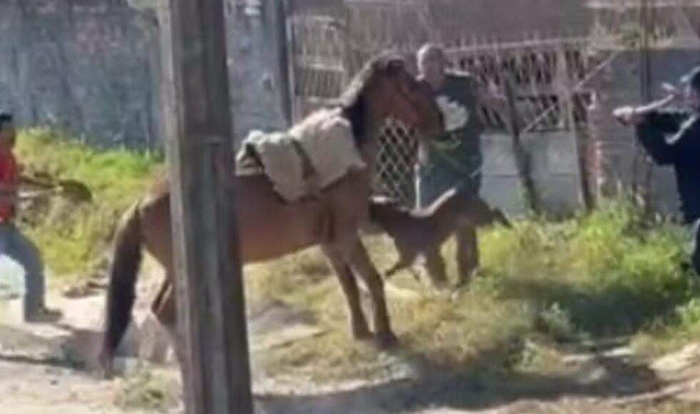 Video Pitbull Foge De Casa E Ataca Cavalo Amarrado Em Muro No Parana