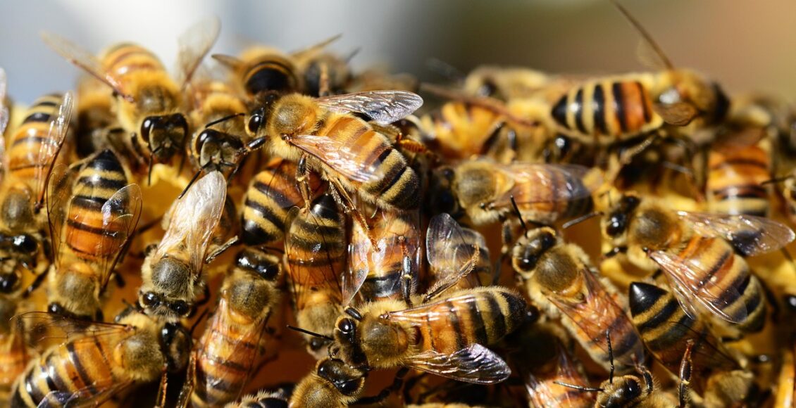 Honey Bees 326334 1280