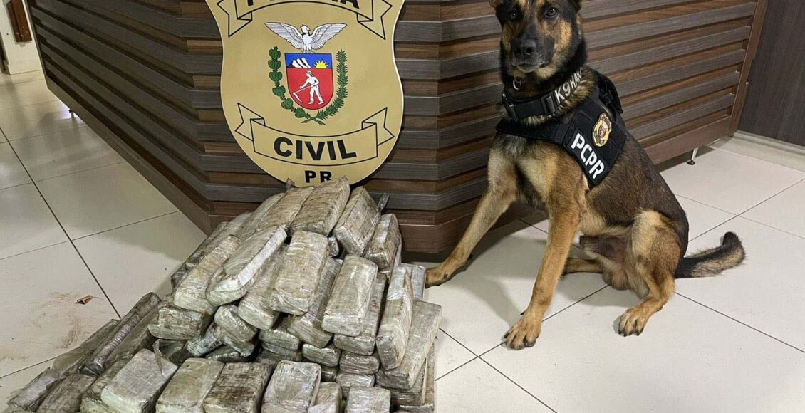 Operacoes Com Caes Da Policia Civil Apreendem 57 Toneladas De Drogas No Parana Com Impacto De R 613 Milhoes