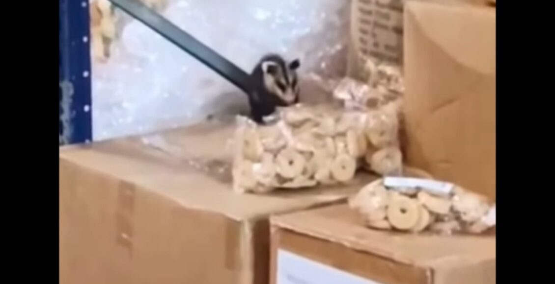 Vereadores Denunciam Suposta Infestacao De Pragas Em Centro De Distribuicao De Alimentos Da Prefeitura Municipio Nega