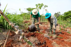 Prefeitura de Maringá investirá R$ 1 milhão em reflorestamento de áreas protegidas