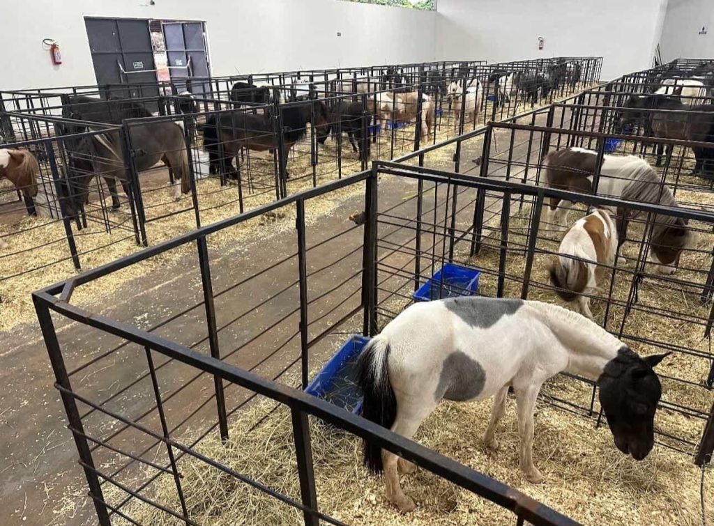 Mini-horses expoingá