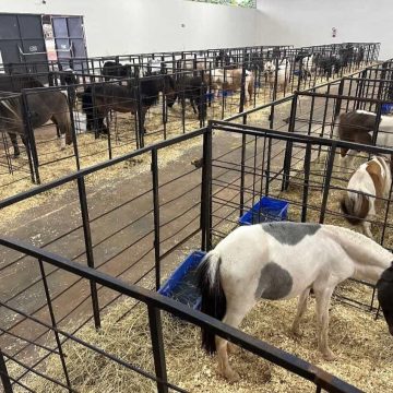 Mini-horses expoingá