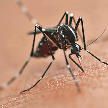 Paraná registra queda nos casos de dengue, mas autoridades mantêm alerta