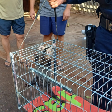 Patrulha Ambiental resgata gambá em residência no Conjunto Cidade Alta, em Maringá