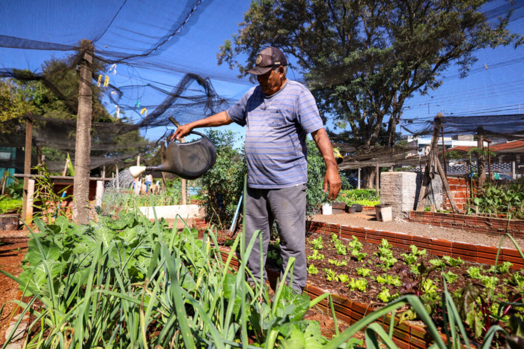 Mesmo com frio intenso, hortas comunitárias mantêm produção em Maringá