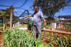 Mesmo com frio intenso, hortas comunitárias mantêm produção em Maringá
