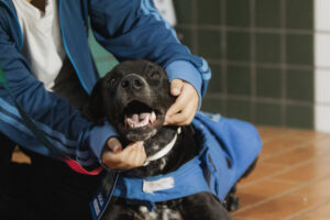 Maringá investe R$ 150 mil em microchips para reforçar identificação de animais